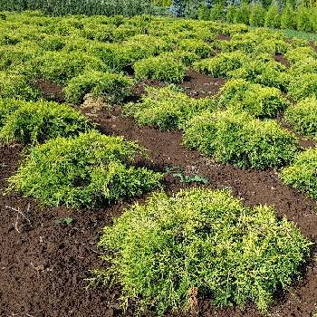 Можжевельник средний Juniperus x media (Juniperus x pfitzeriana) 'Old Gold'